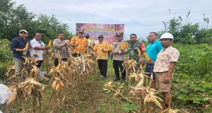 Kapolsek Jelai Hulu Bersama Camat Jelai Hulu Laksanakan Panen Jagung Hibrida di Desa Periangan