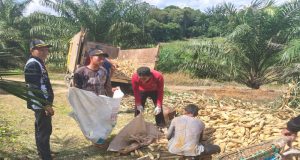 Bintara Penggerak Desa Pawis Hilir Bripka Aa Yandra Lakukan Panen Jagung 1 Desa 1 Hektar Bersama Kecamatan dan Pemdes