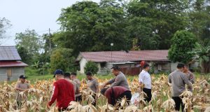 Panen Jagung di Lahan Polres Melawi, Kapolres Tekankan Soliditas dan Kepedulian