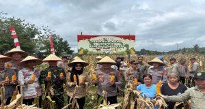 Dukung Swasembada Pangan, Polres Singkawang Gelar Panen Jagung Serentak Kuartal IV Tahun 2026
