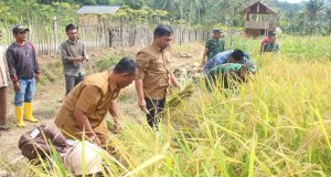 Sekda Sabang Panen Padi Gogo Bersama Petani, Ketahanan Pangan Jadi Prioritas