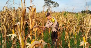 Dukung Program Ketahanan Pangan Bhabinkamtibmas Polsek Manis Mata, Cek Perkembangan Tanaman Jagung Hibrida Di lahan- Lahan Tumpang Sari Kecamatan Manis Mata