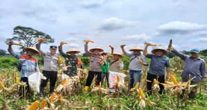 Hadiri Panen Perdana Jagung Hibrida ,Kapolsek Manis Mata Dukung Program Swasembada Pangan 2026
