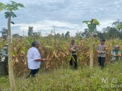 Dukung Ketahanan Pangan, Bhabinkamtibmas Desa Padang Bersama Kelompok Tani Budi Karya Laksanakan Panen Jagung