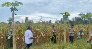 Dukung Ketahanan Pangan, Bhabinkamtibmas Desa Padang Bersama Kelompok Tani Budi Karya Laksanakan Panen Jagung