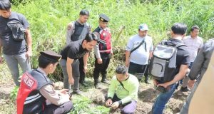 Polres Tanah Karo Ungkap Ladang Ganja di Desa Cinta Rakyat, 33 Batang Tanaman Disita