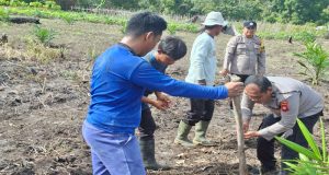 Dukung Program Swasembada Pangan, Bhabinkamtibmas Laksanakan Penanaman Jagung Hibrida Bersama Poktan Hilir Utara Makmur Desa Laman Satong
