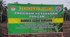 BUMDes “Usaha Bersama” Desa Pematang Gadung, Kecamatan MHS, Kab. Ketapang Gelar Kegiatan Tanam Jagung Untuk Dukung Ketahanan Pangan Desa