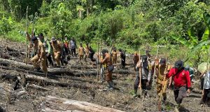 Dukung Ketahanan Pangan Nasional, Polsek Sungai Laur Bersama Forkopincam Laksanakan Penanaman Jagung Hibrida