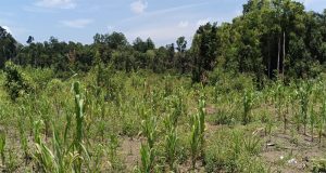 APBDes Tak Ditandatangani BPD, Pemdes Riam Bunut Jadi Sorotan Terkait Dugaan Markup Dana Desa