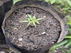 Polda Papua Barat Ungkap Kasus Peredaran Narkotika Jenis Ganja, Tiga Orang Diamankan