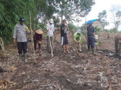Polsek Nanga Tayap Bersama Poktan Bongang Bedulur Laksanakan Penanaman Jagung Hibrida Dukung Ketahanan Pangan Nasional