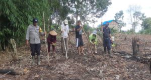 Polsek Nanga Tayap Bersama Poktan Bongang Bedulur Laksanakan Penanaman Jagung Hibrida Dukung Ketahanan Pangan Nasional