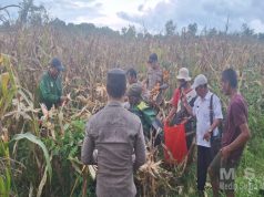 Polsek Kendawangan Melaksanakan Kegiatan Panen Jagung Hibrida Bersama Poktan dan BPP Di Desa Banjar Sari