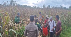 Polsek Kendawangan Melaksanakan Kegiatan Panen Jagung Hibrida Bersama Poktan dan BPP Di Desa Banjar Sari